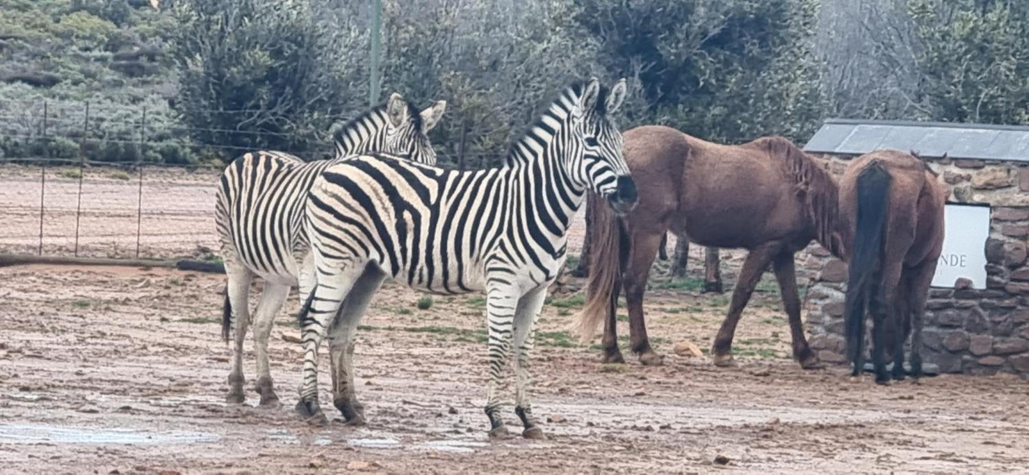 דירות Laingsburg Rooilande Guest Farm מראה חיצוני תמונה